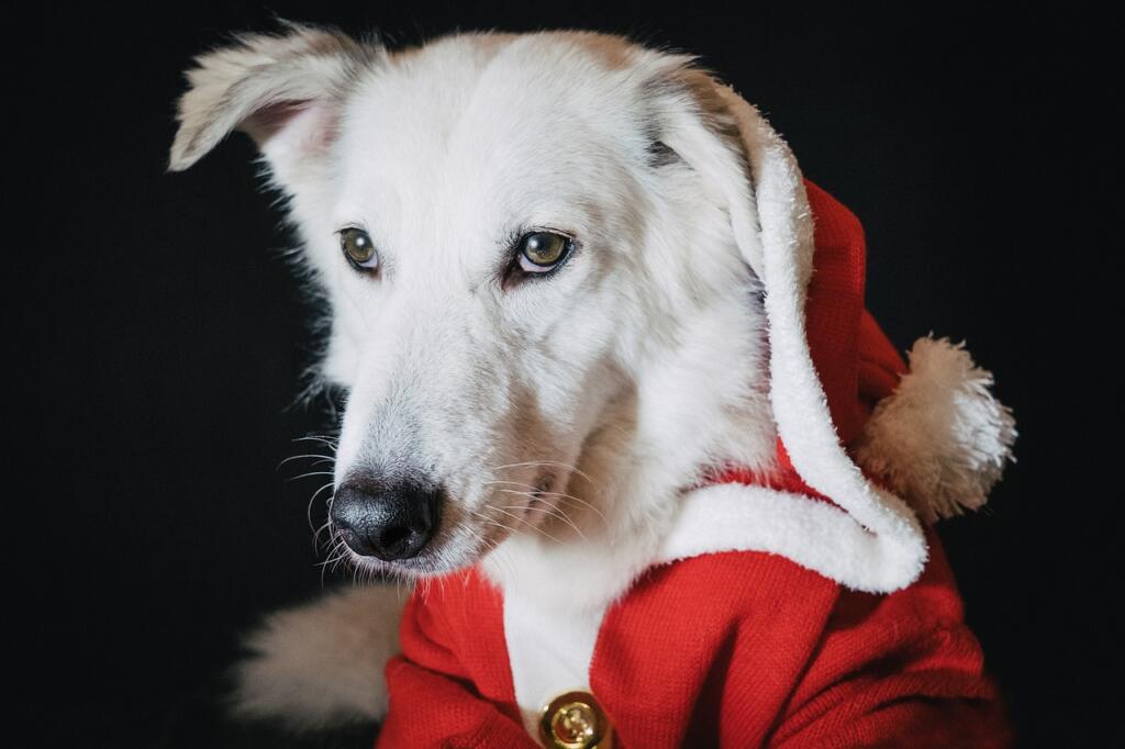 Christmas dog sweater