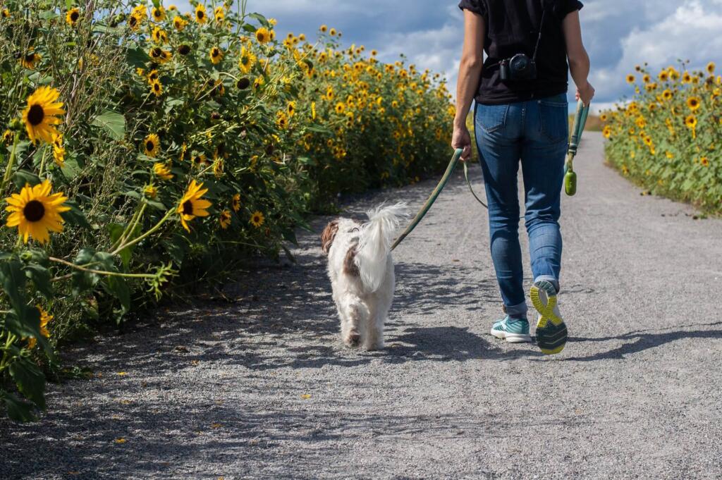dog harness