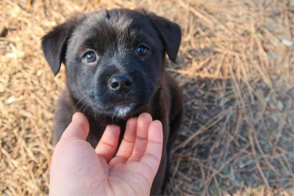 puppy training