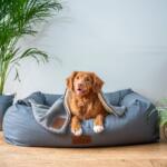dog bed