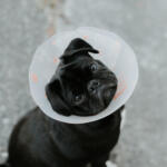 dog neutering