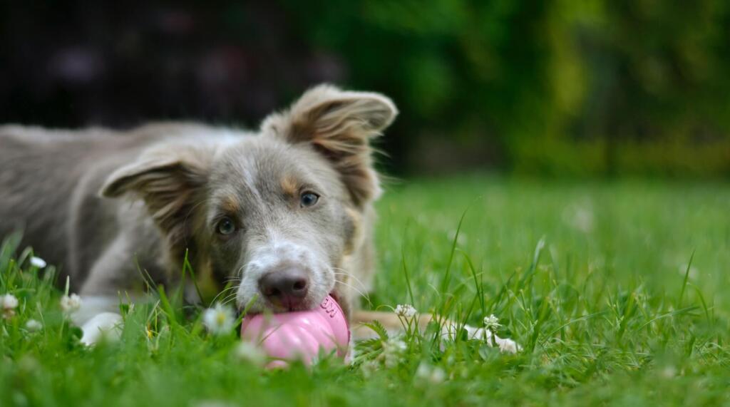 dog teething toys