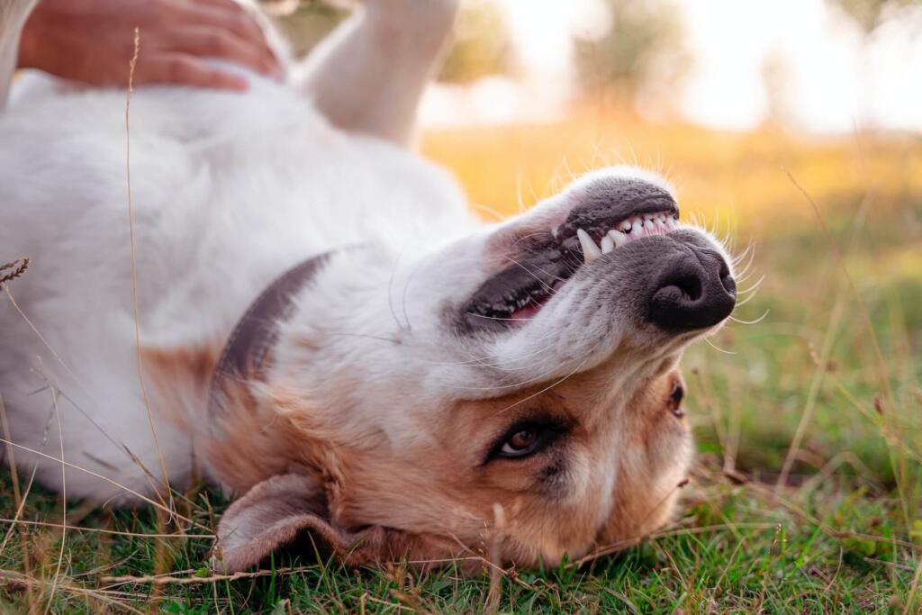 dog teeth cleaning