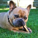 dog chew sticks