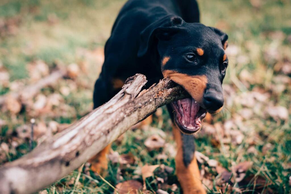 dogs chew