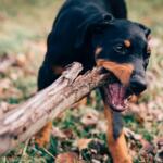 dogs chew