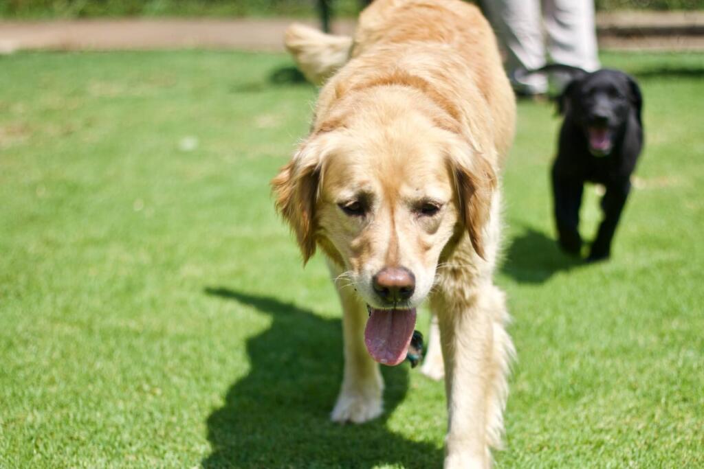 how hot is too hot for dogs