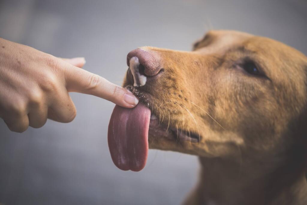 why do dogs lick you