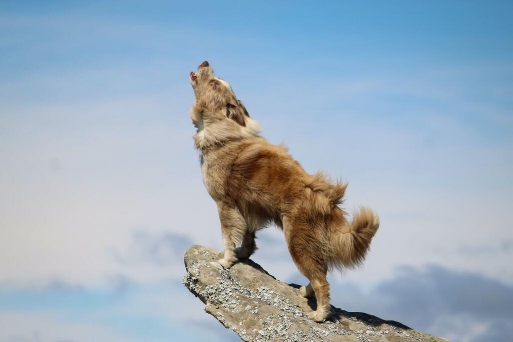 why do dogs howl