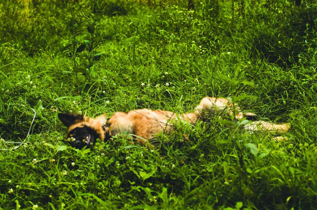 why do dogs roll in fox poo